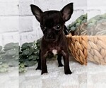 Small Chihuahua