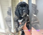 Puppy Purple English Cream Golden Retriever-Saint Bernard Mix