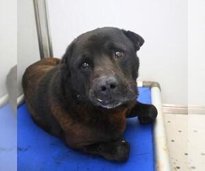 Chow Chow-Unknown Mix Dogs for adoption in San Antonio, TX, USA