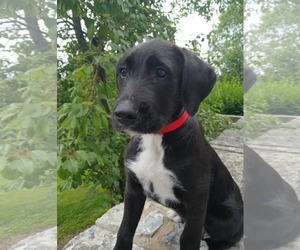 Labrador Retriever-Unknown Mix Dogs for adoption in Columbus, IN, USA