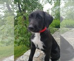 Small Labrador Retriever Mix