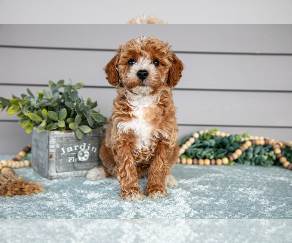 Medium Photo #1 Poodle (Miniature) Puppy For Sale in WOLCOTTVILLE, IN, USA
