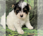 Small Photo #11 Yorkshire Terrier Puppy For Sale in AZLE, TX, USA