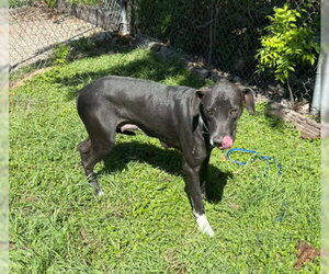 Great Dane-Unknown Mix Dogs for adoption in Bullard, TX, USA