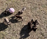 Image preview for Ad Listing. Nickname: Litter of 5