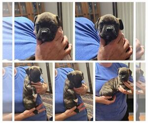 Boston Terrier-Boxer Mix Puppy for sale in ROLLA, MO, USA