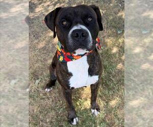 Mutt Dogs for adoption in Tulsa, OK, USA