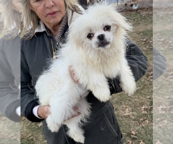 Medium Photo #5 Malchi Puppy For Sale in BELTON, MO, USA