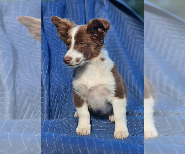 Medium Photo #2 Australian Shepherd-Chihuahua Mix Puppy For Sale in Wakefield, RI, USA