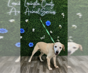 Labrador Retriever Dogs for adoption in Stratham, NH, USA
