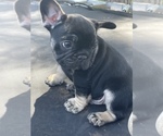 Small Photo #8 French Bulldog Puppy For Sale in TEMPLETON, CA, USA