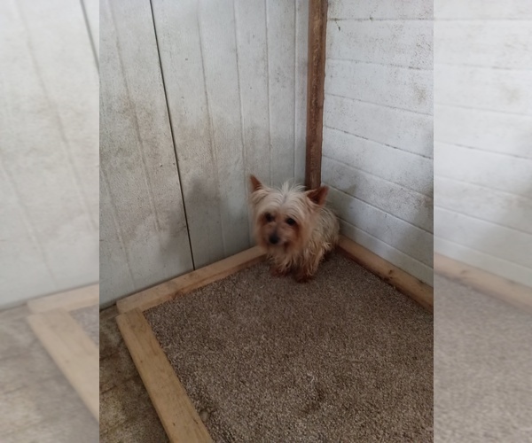 Medium Photo #1 Yorkshire Terrier Puppy For Sale in ROSEBUSH, MI, USA