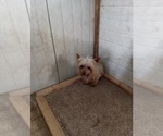 Small Photo #1 Yorkshire Terrier Puppy For Sale in ROSEBUSH, MI, USA