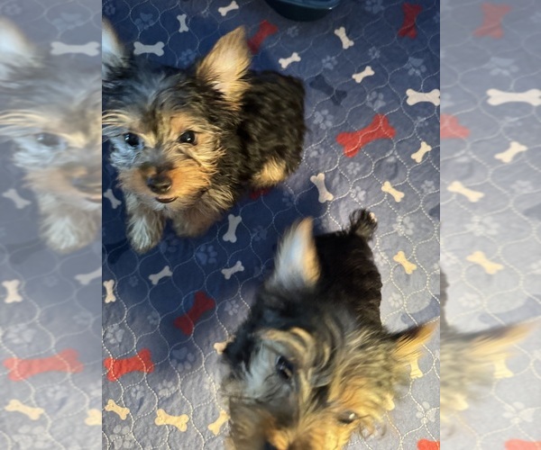 Medium Photo #1 Yorkshire Terrier Puppy For Sale in SAINT LOUIS, MO, USA