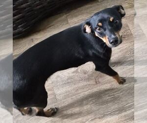 Miniature Pinscher Dogs for adoption in Carrollton, TX, USA