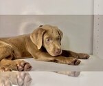 Small Photo #25 Labrador Retriever Puppy For Sale in ALEXANDRIA, VA, USA