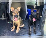 Small #1 German Shepherd Dog