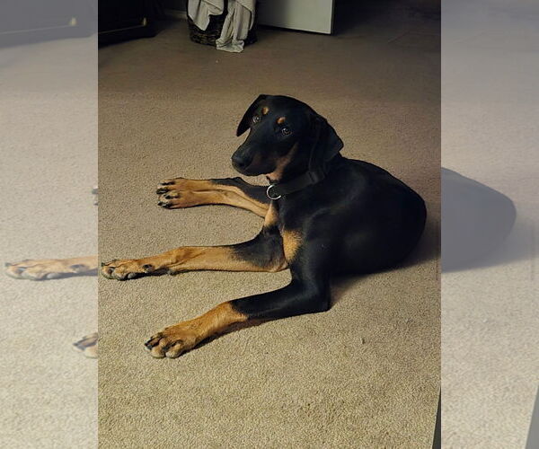 Medium Photo #2 Doberman Pinscher Puppy For Sale in Buffalo, MN, USA
