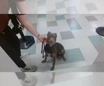 Small American Pit Bull Terrier