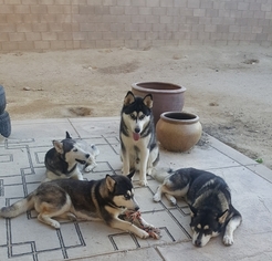 Father of the Siberian Husky puppies born on 01/11/2018