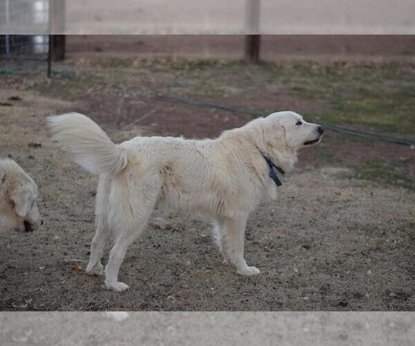 Medium Photo #1 Great Pyrenees Puppy For Sale in PERALTA, NM, USA