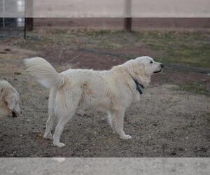 Father of the Great Pyrenees puppies born on 12/07/2023