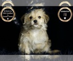 Puppy vizio F1B Morkie