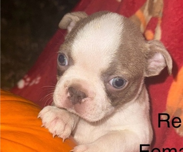 Medium Photo #2 Faux Frenchbo Bulldog Puppy For Sale in MOUNT ORAB, OH, USA