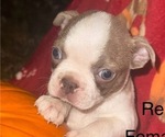 Small #1 Faux Frenchbo Bulldog