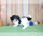 Small #3 Poovanese