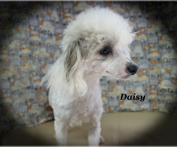 Medium Photo #28 Poodle (Toy) Puppy For Sale in CHANUTE, KS, USA