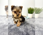Small Yorkshire Terrier