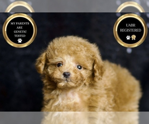 Medium Photo #42 Poodle (Miniature) Puppy For Sale in WARSAW, IN, USA