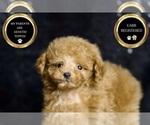Small Photo #42 Poodle (Miniature) Puppy For Sale in WARSAW, IN, USA