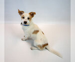 Small #1 Colonial Cocker Spaniel-Jack Russell Terrier Mix