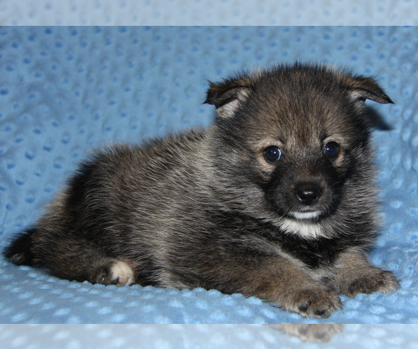 Medium Photo #9 Pomsky Puppy For Sale in DENTON, TX, USA