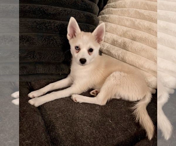 Medium Photo #230 Pomsky Puppy For Sale in LOVELAND, CO, USA