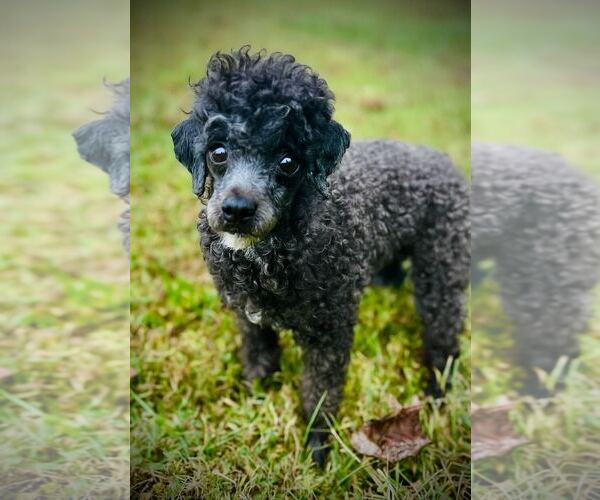 Medium Photo #4 Poodle (Toy) Puppy For Sale in Pacolet, SC, USA