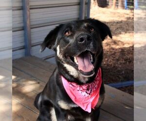 Lilly - Female Australian Shepherd-German Shepherd Dog Mix Dog for Adoption - Photo #3