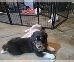 Small #4 Australian Shepherd