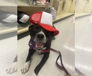 Aspen - Male Mutt Dog for Adoption - Photo #2