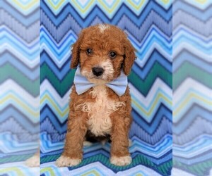 Cavachon-Poodle (Toy) Mix Puppy for sale in LANCASTER, PA, USA