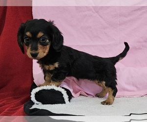 Dachshund Puppy for sale in CLARK, MO, USA