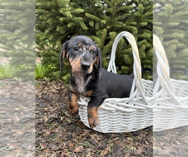 Medium Photo #4 Dachshund Puppy For Sale in MIDDLEBURY, IN, USA