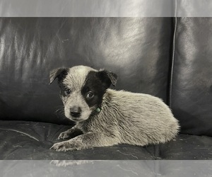 Medium Australian Cattle Dog