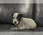 Puppy Puppy 2 Australian Cattle Dog