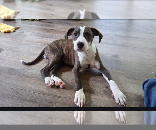 Medium Photo #3 American Pit Bull Terrier-Unknown Mix Puppy For Sale in Chester, VA, USA