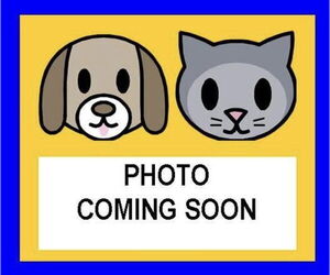 Boxer-Unknown Mix Dogs for adoption in San Antonio, TX, USA