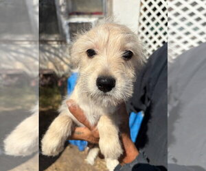 Dachshund-Unknown Mix Dogs for adoption in Grafton, WI, USA