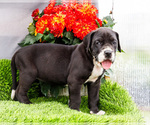 Small #3 Great Dane